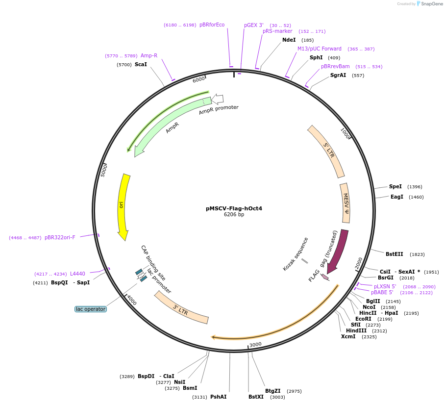 20072-plasmid-map-sequence-id-155358