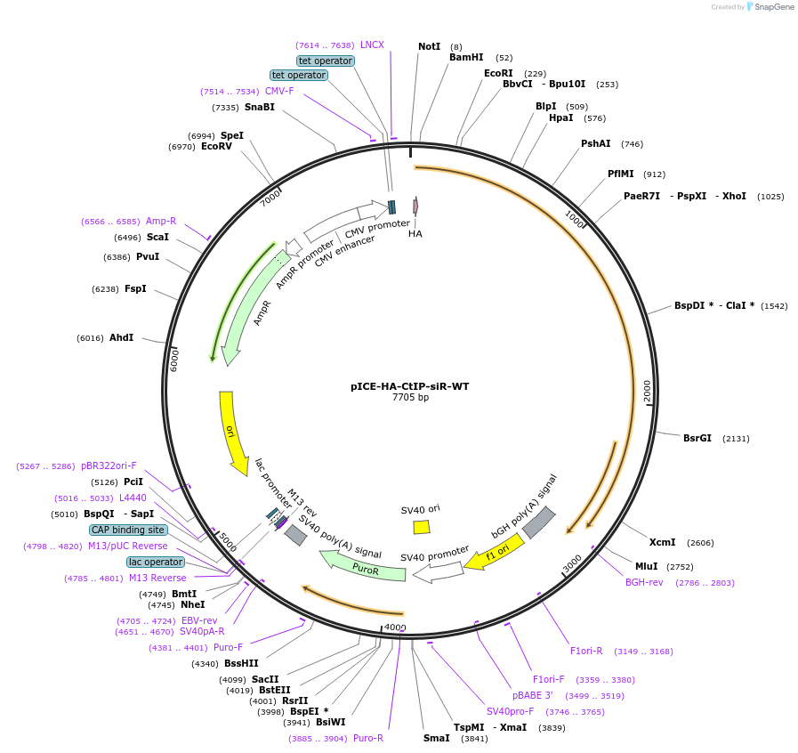 82030-plasmid-map-sequence-id-155378
