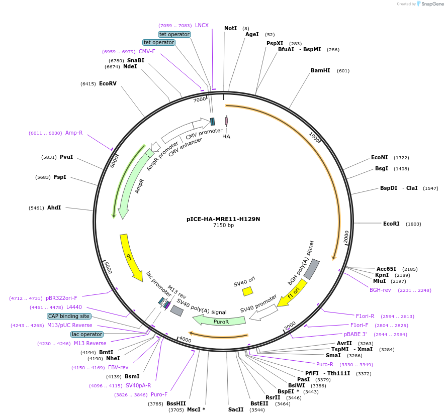82034-plasmid-map-sequence-id-155387