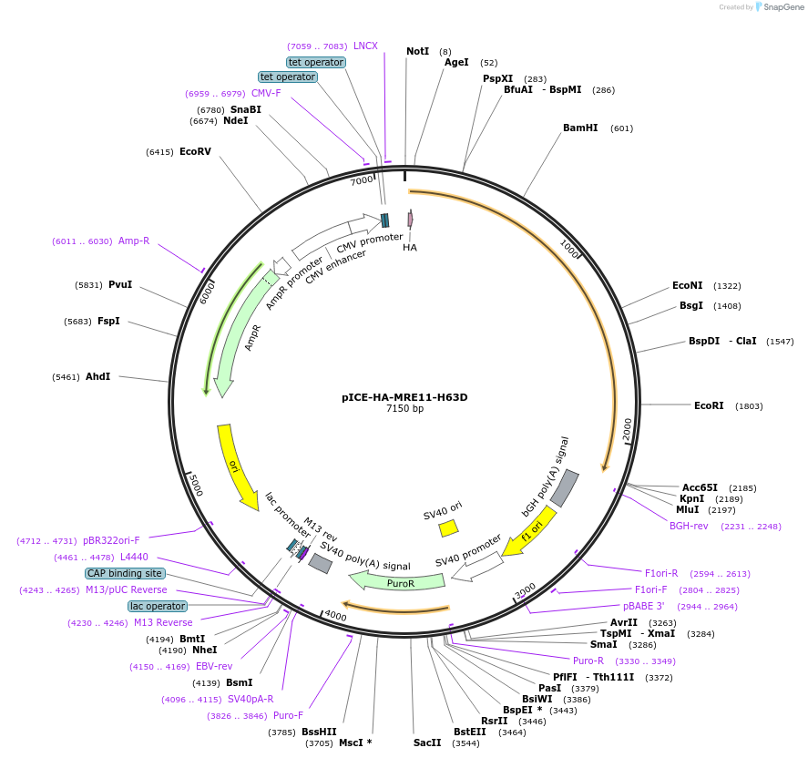 82036-plasmid-map-sequence-id-155389