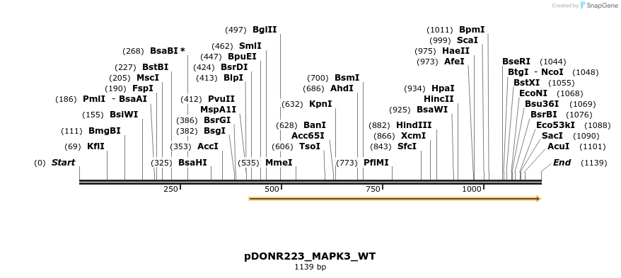 155684_map