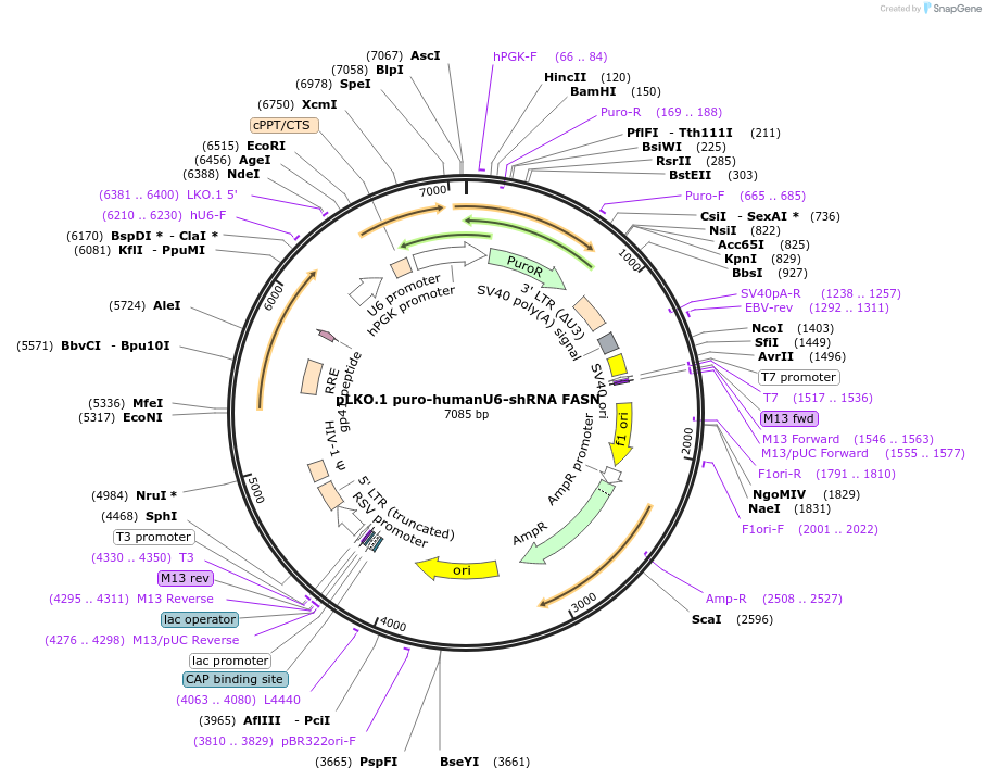 82327-plasmid-map-sequence-id-155713