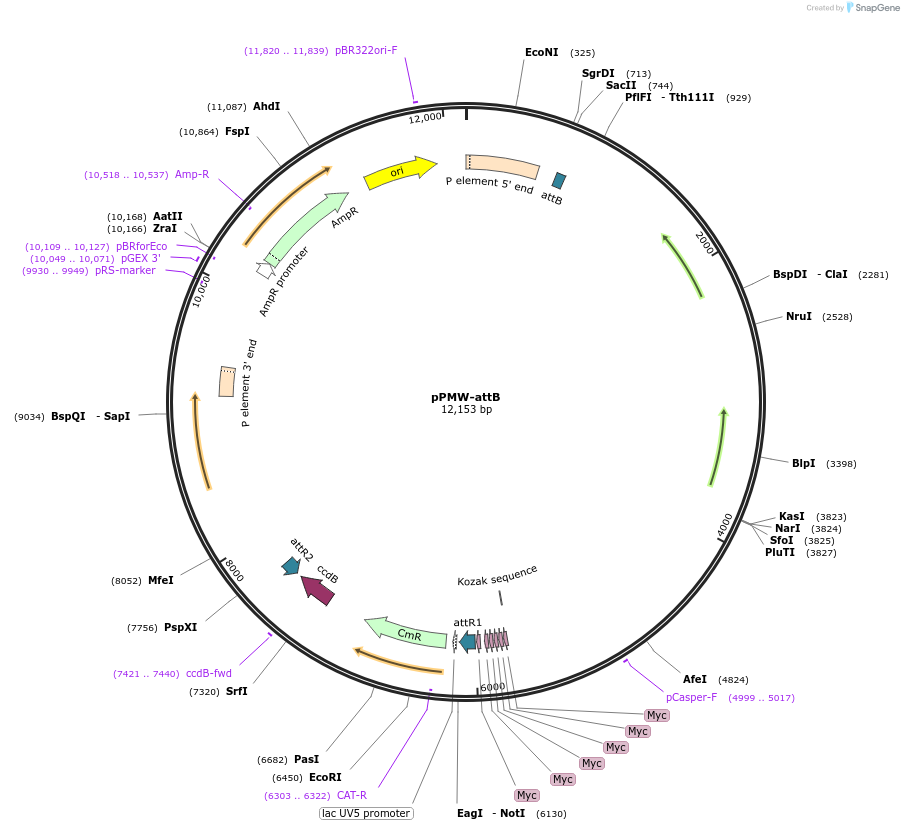 61814-plasmid-map-sequence-id-155774