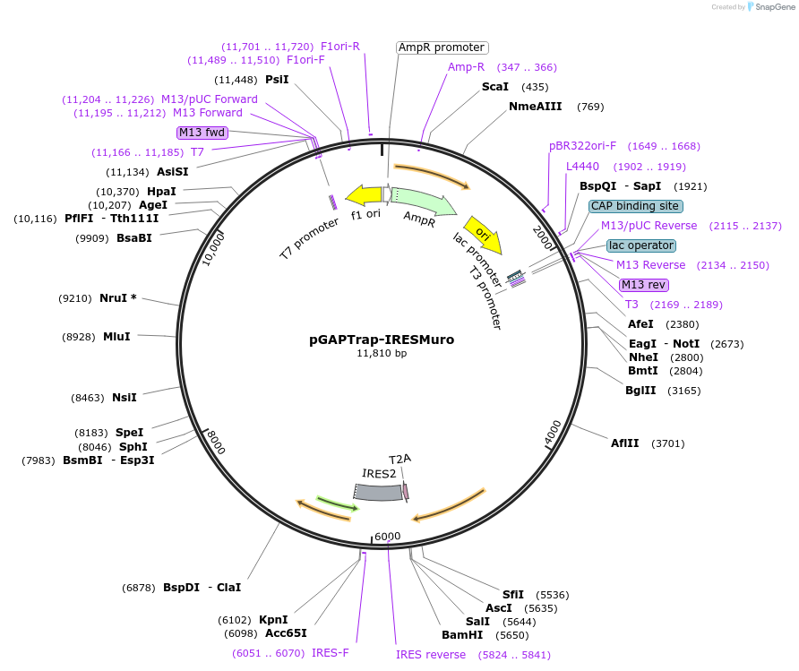 82336-plasmid-map-sequence-id-155824
