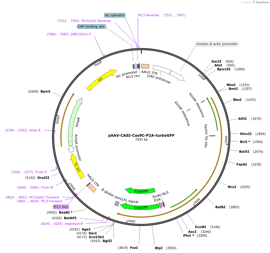80942-plasmid-map-sequence-id-155827