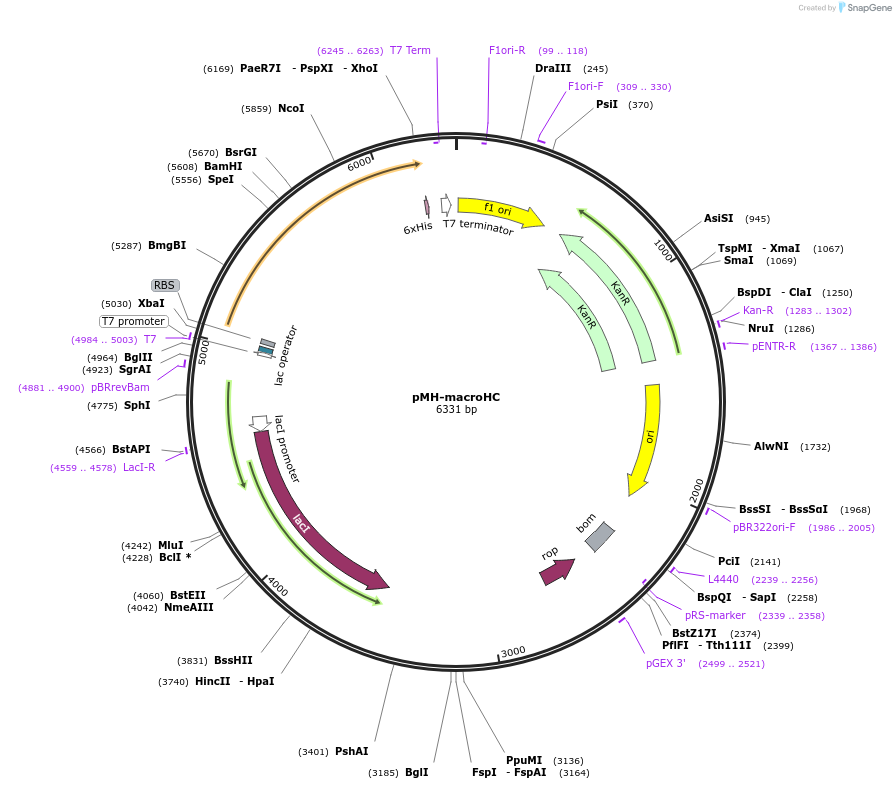 82337-plasmid-map-sequence-id-155830