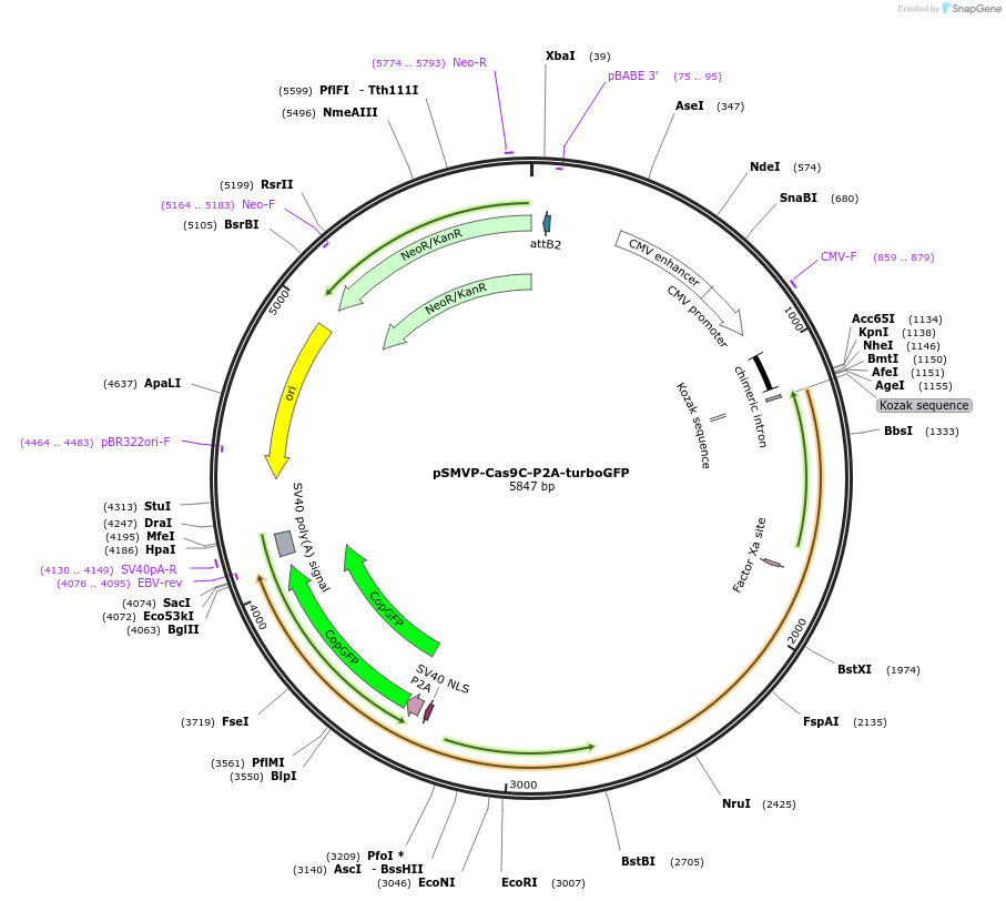 80935-plasmid-map-sequence-id-155831