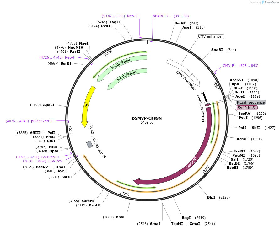 80934-plasmid-map-sequence-id-155832