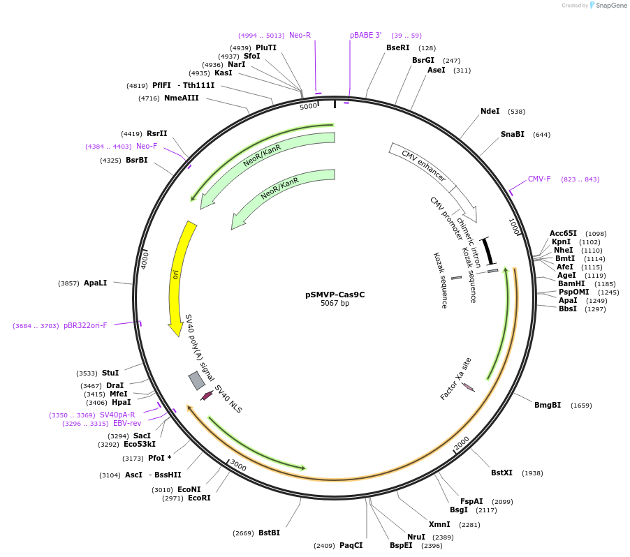 80939-plasmid-map-sequence-id-155834