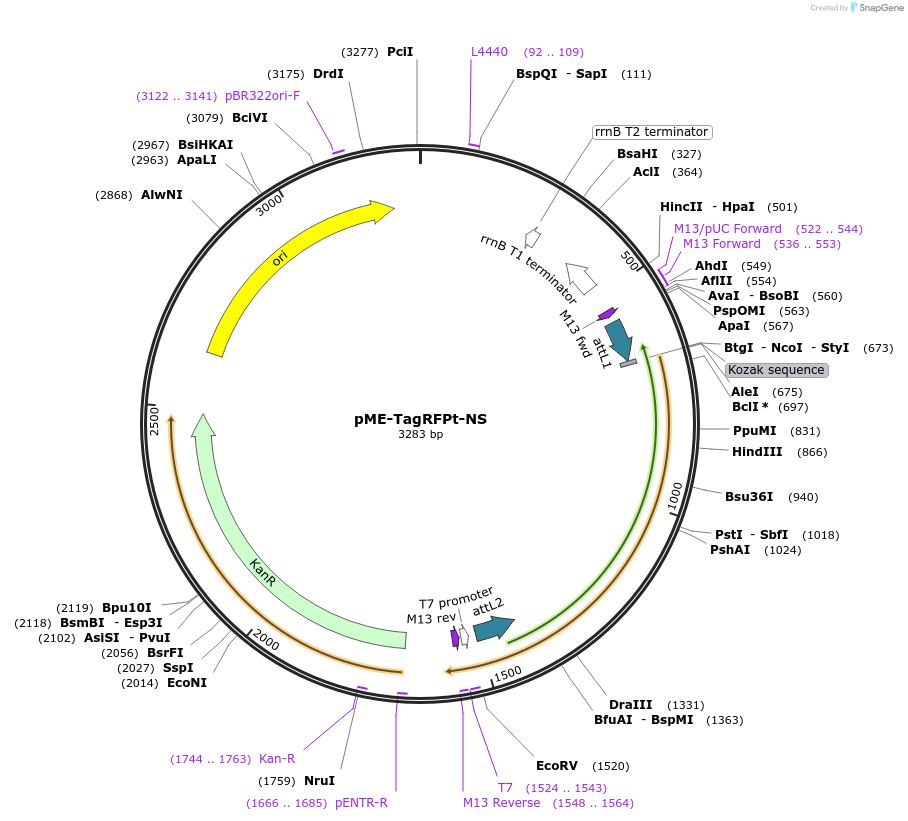 75343-plasmid-map-sequence-id-155839