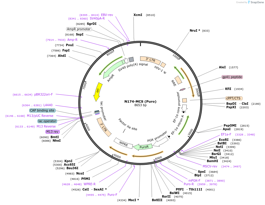 81068-plasmid-map-sequence-id-155844