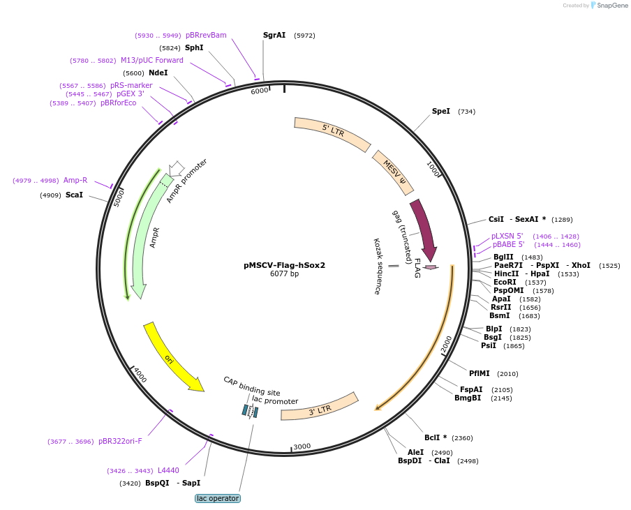 20073-plasmid-map-sequence-id-155853