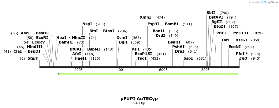 155862_map