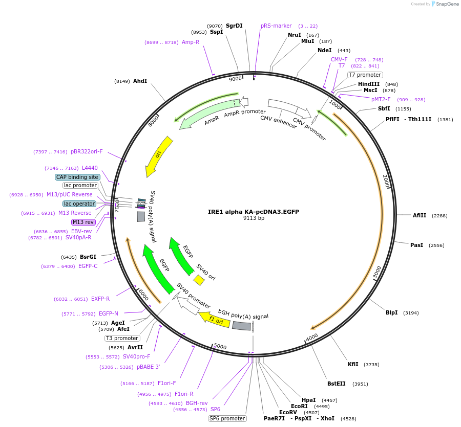 13010-plasmid-map-sequence-id-155867