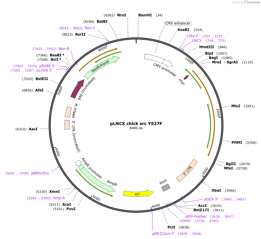 13660-plasmid-map-sequence-id-155869