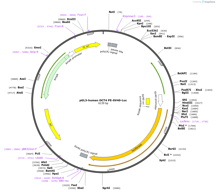 52415-plasmid-map-sequence-id-155878
