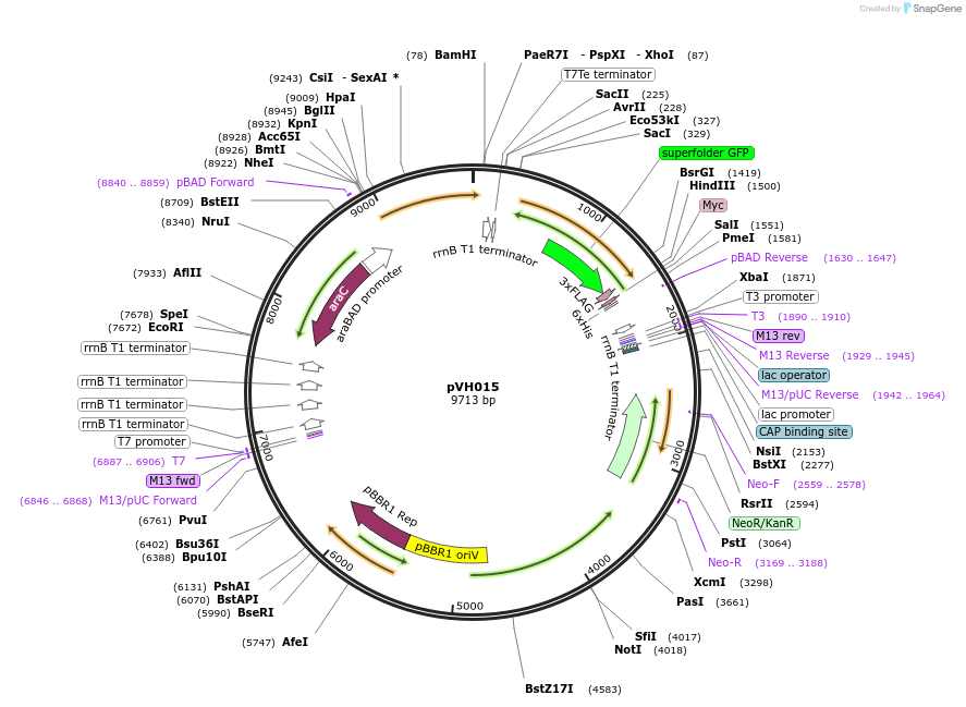 80398-plasmid-map-sequence-id-155896