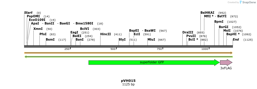 155898_map