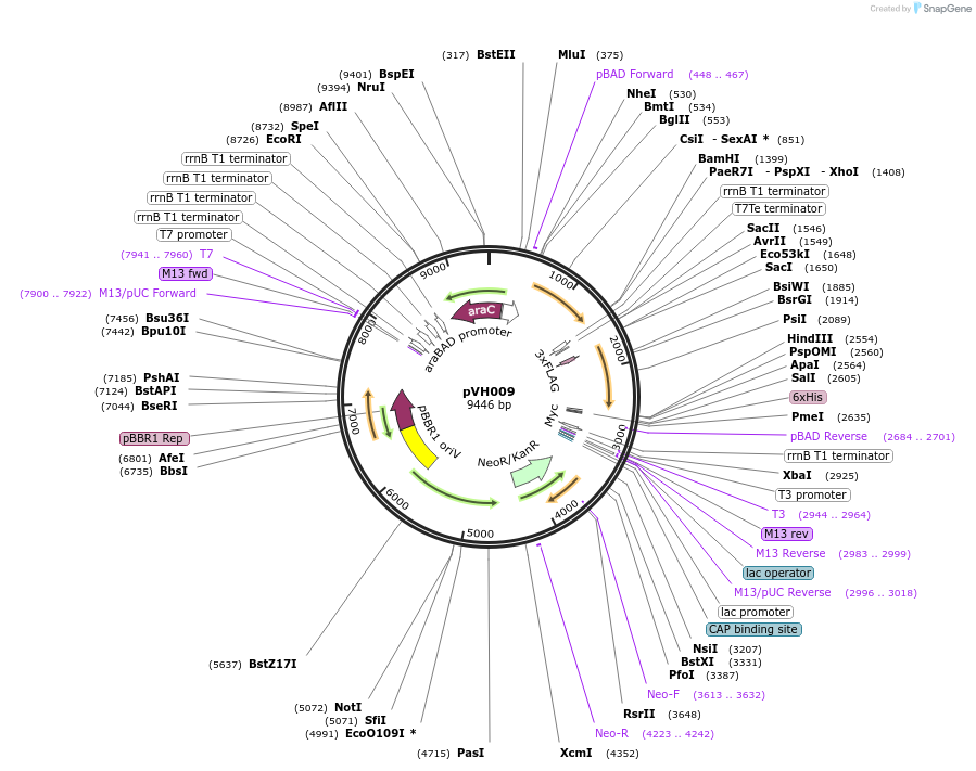 80399-plasmid-map-sequence-id-155900