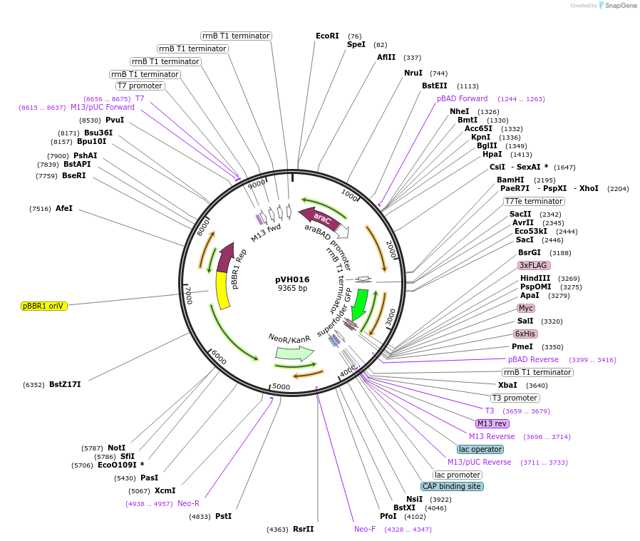 80400-plasmid-map-sequence-id-155905