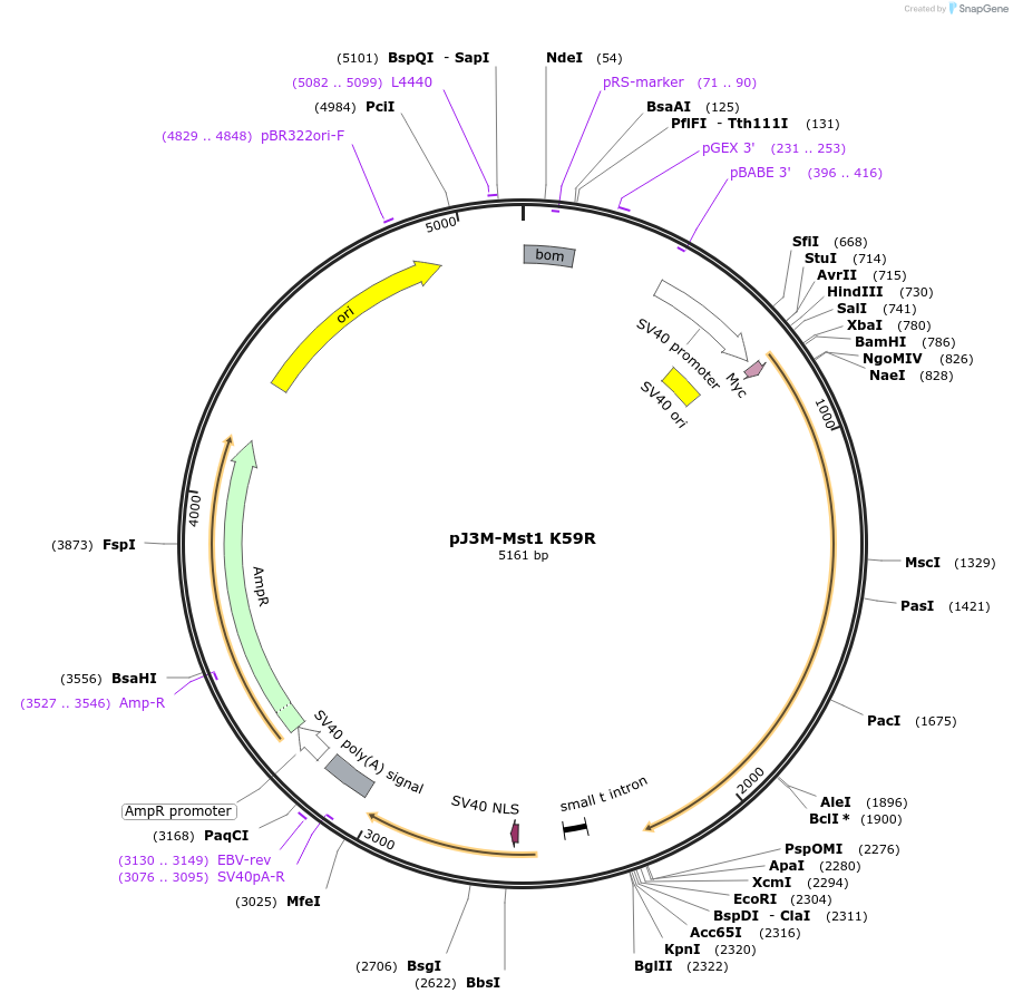 12204-plasmid-map-sequence-id-155916