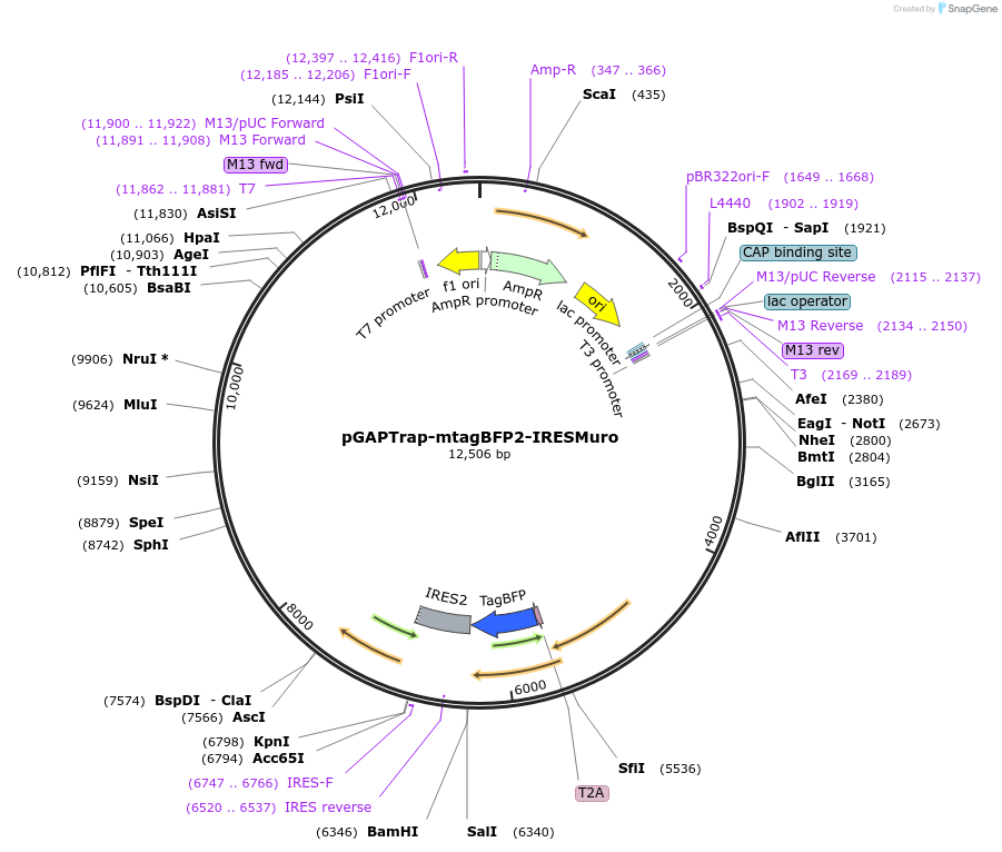 82335-plasmid-map-sequence-id-155941