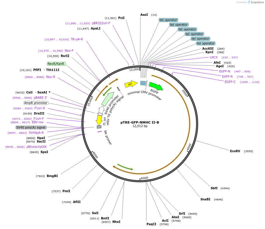 10845-plasmid-map-sequence-id-155964