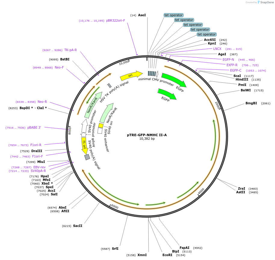 10844-plasmid-map-sequence-id-155967