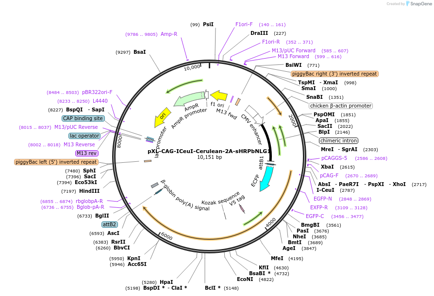 155974_map