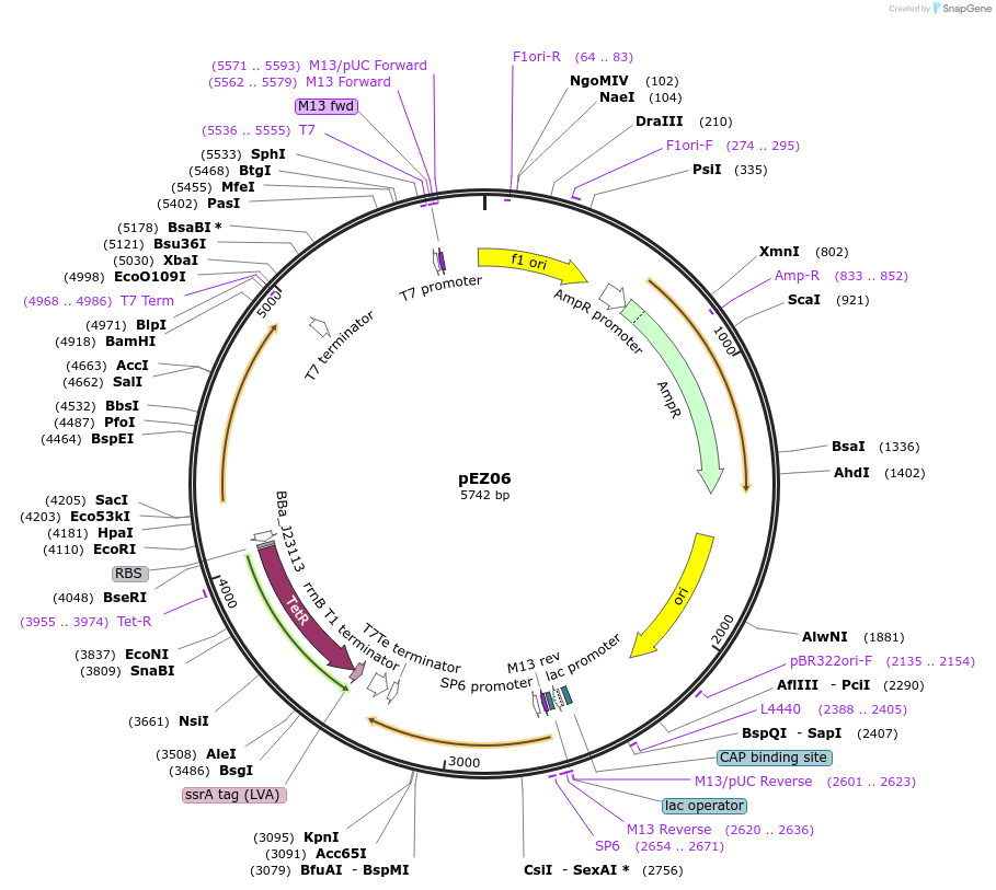 81130-plasmid-map-sequence-id-155985