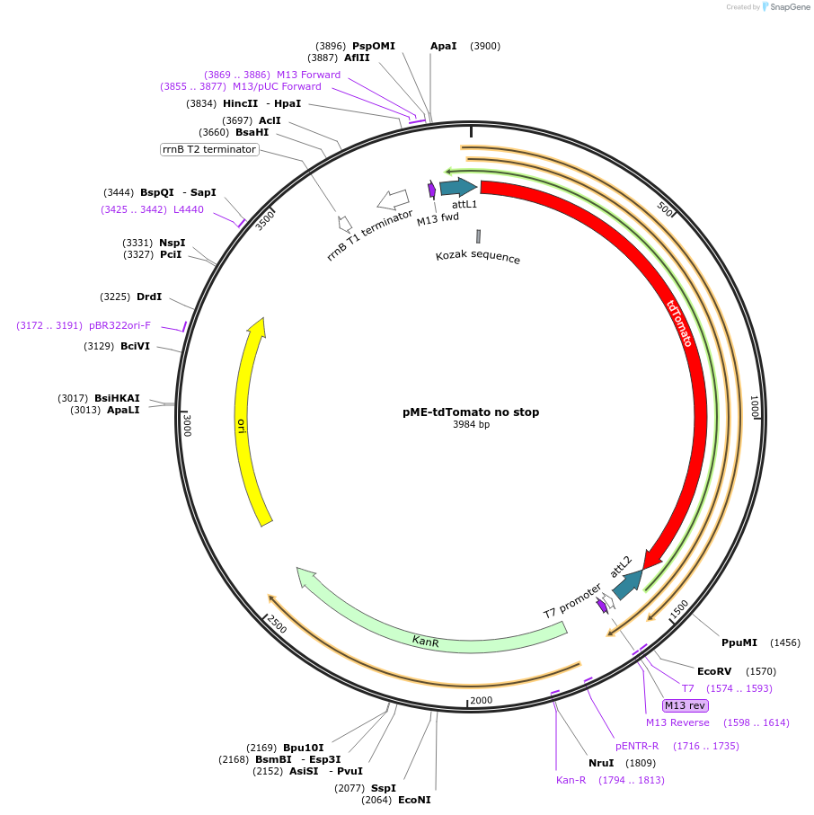82404-plasmid-map-sequence-id-156007