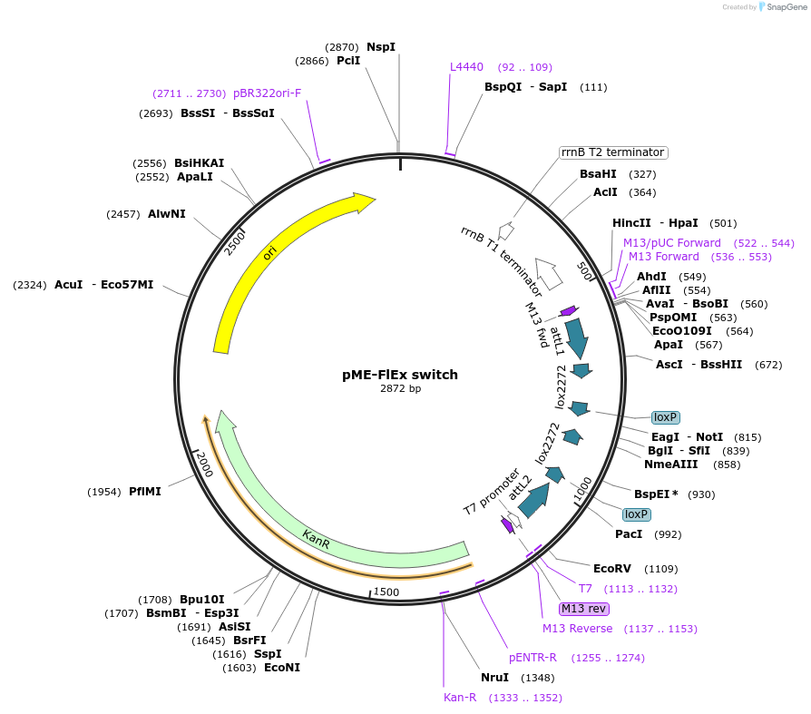 82406-plasmid-map-sequence-id-156009