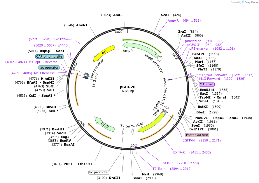 82371-plasmid-map-sequence-id-156018