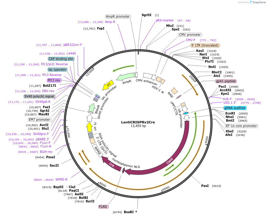 82415-plasmid-map-sequence-id-156028