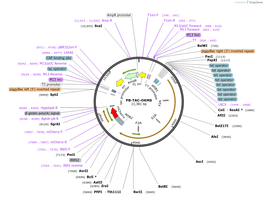 80480-plasmid-map-sequence-id-156095