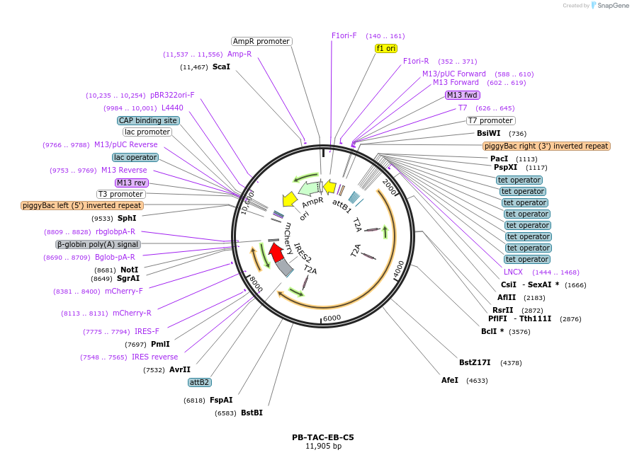 80485-plasmid-map-sequence-id-156100