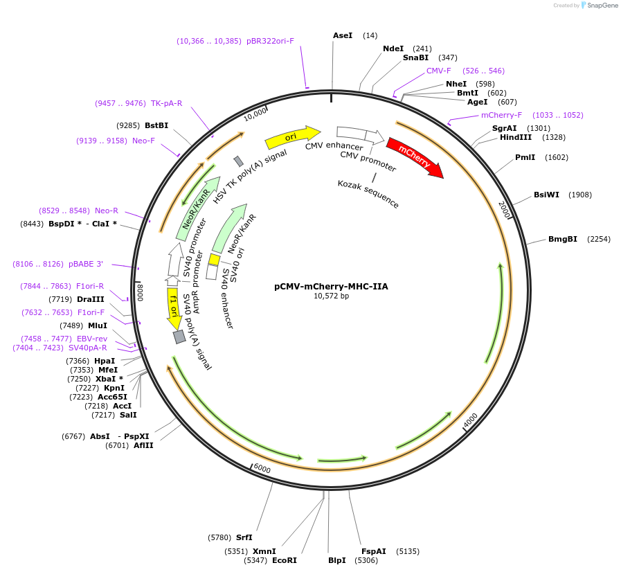 35687-plasmid-map-sequence-id-156115