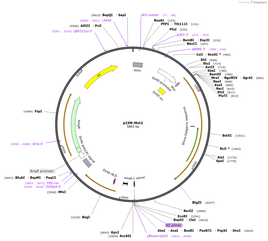 12205-plasmid-map-sequence-id-156123