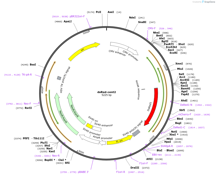 29523-plasmid-map-sequence-id-156125