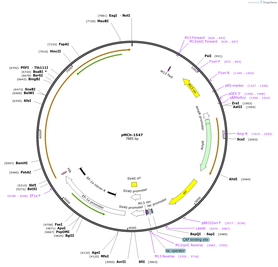 82434-plasmid-map-sequence-id-156128