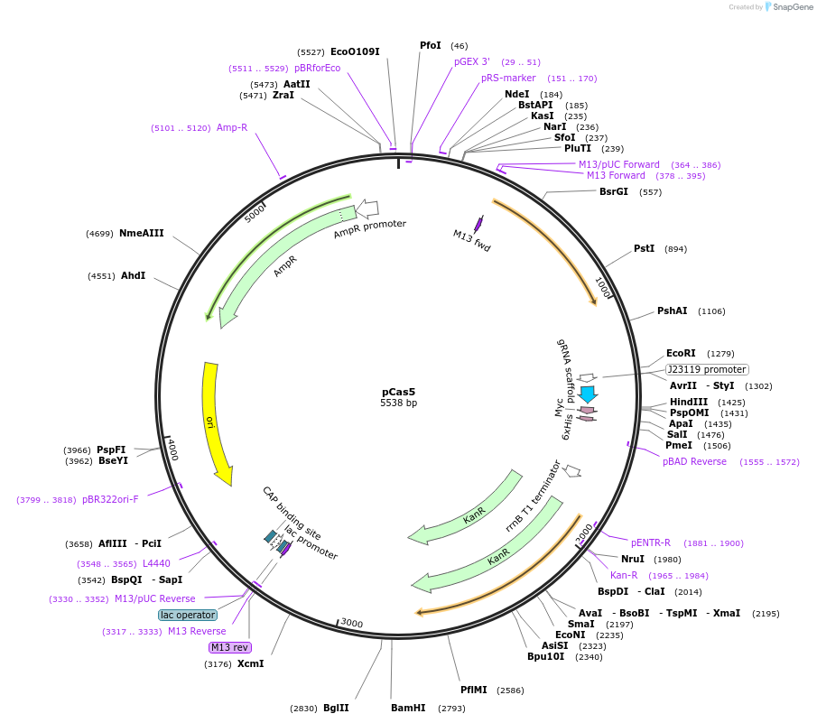 82378-plasmid-map-sequence-id-156138