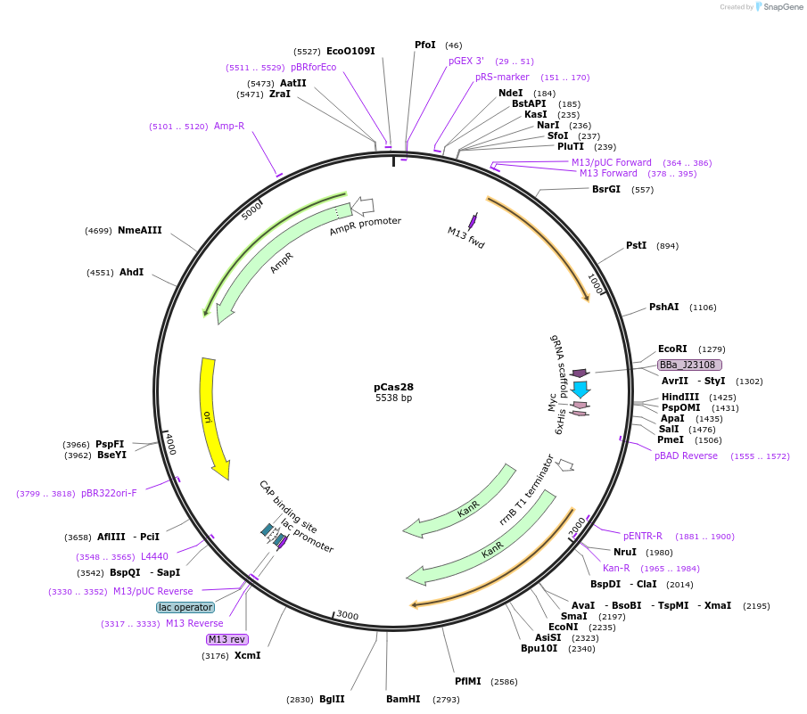 82385-plasmid-map-sequence-id-156145