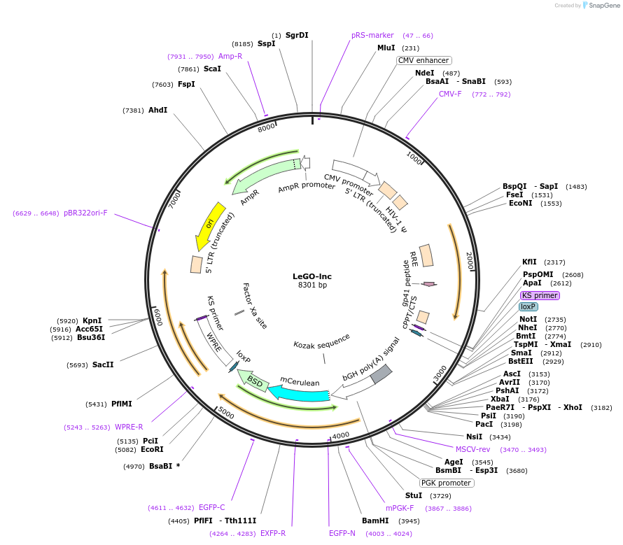 80624-plasmid-map-sequence-id-156162