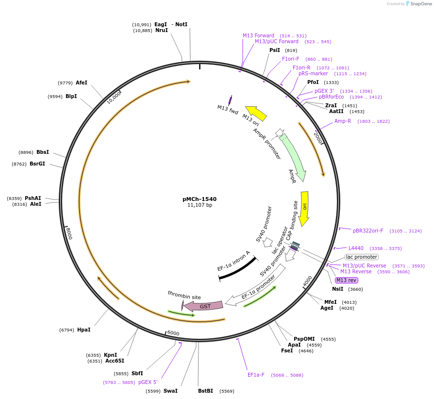 82433-plasmid-map-sequence-id-156169