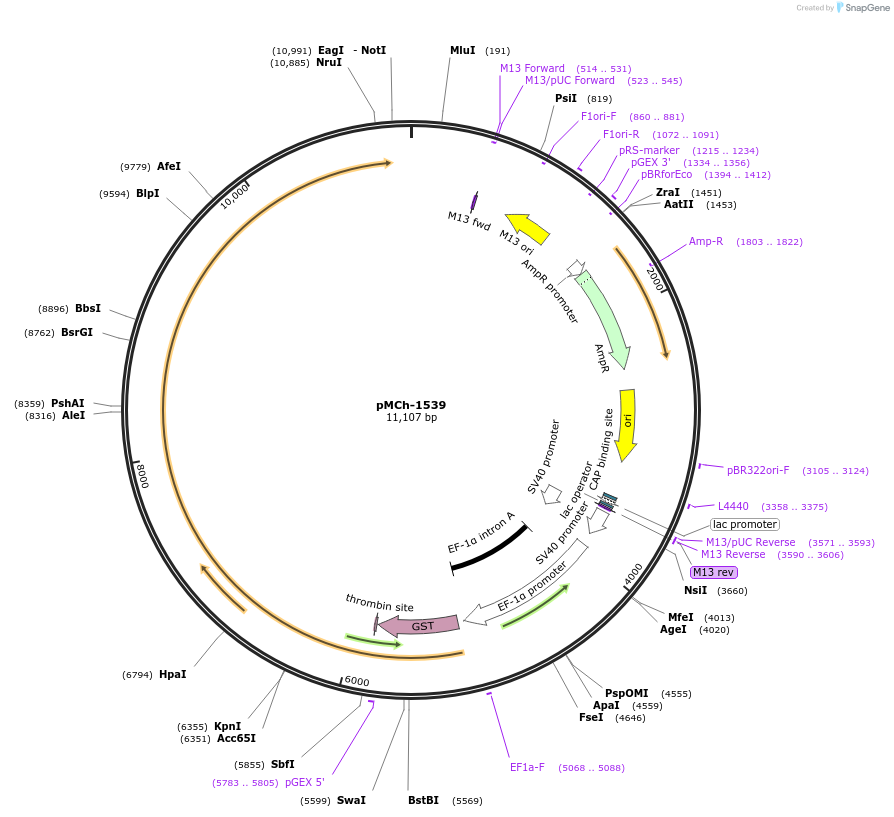 82432-plasmid-map-sequence-id-156170