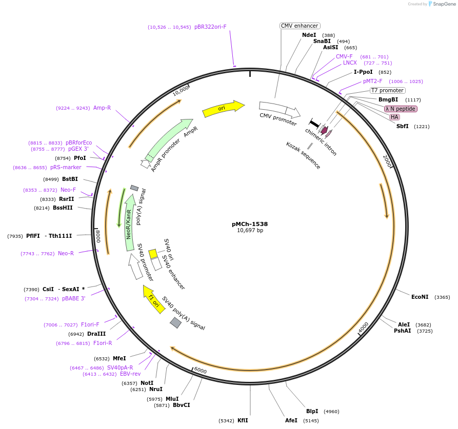 82431-plasmid-map-sequence-id-156186
