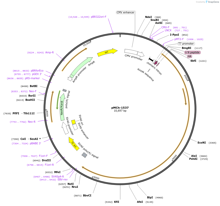 82430-plasmid-map-sequence-id-156190