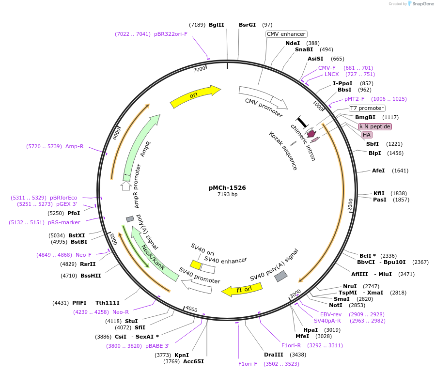 82429-plasmid-map-sequence-id-156191