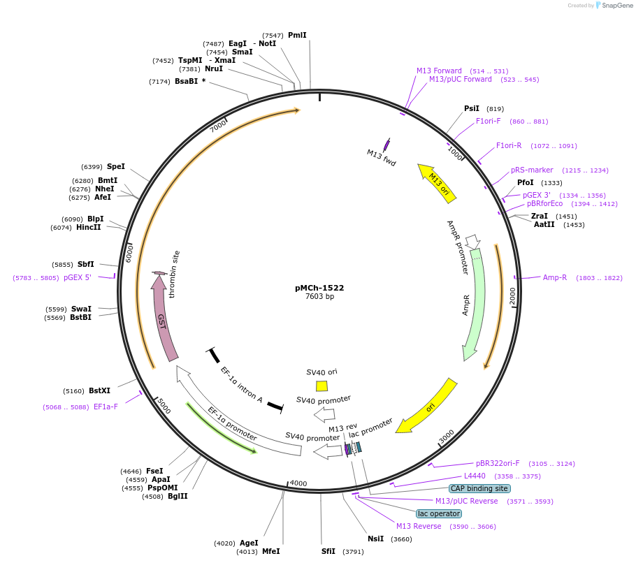 82428-plasmid-map-sequence-id-156193