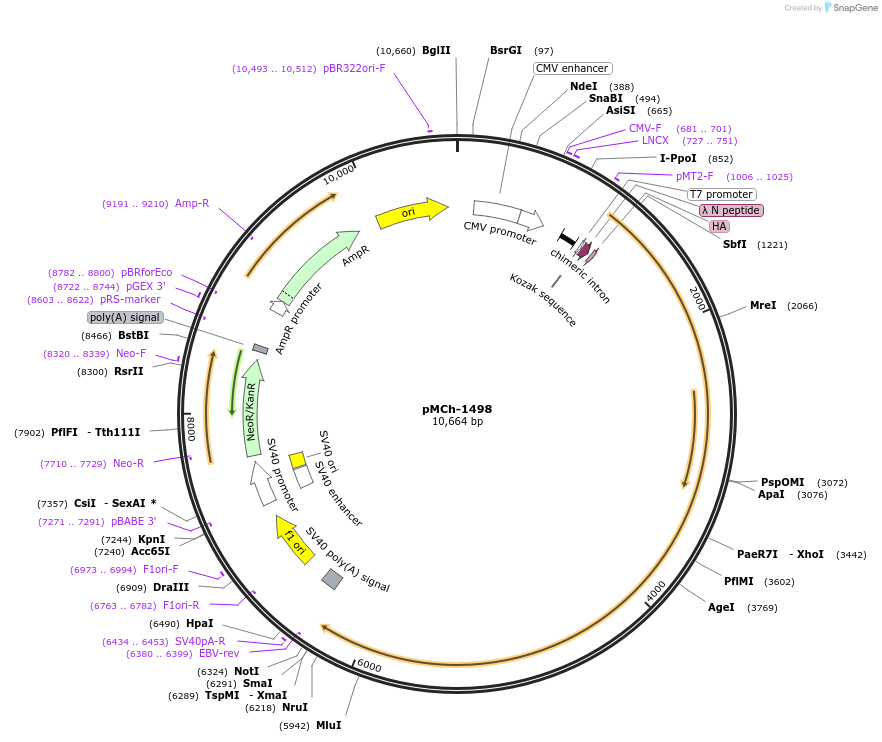 82427-plasmid-map-sequence-id-156194